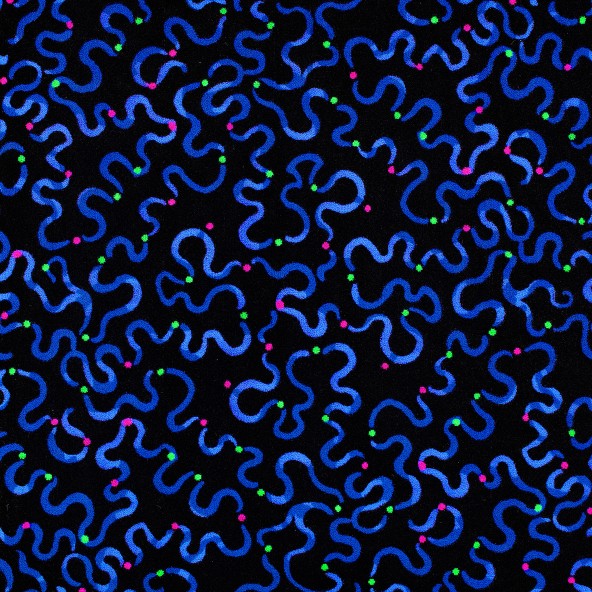 serpentine_fluorescent_tile.jpg