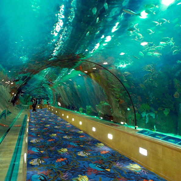 Under the Sea